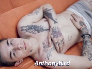 Anthonybird