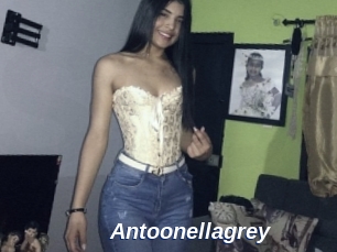 Antoonellagrey