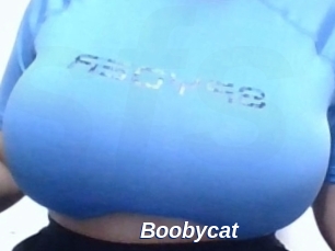 Boobycat