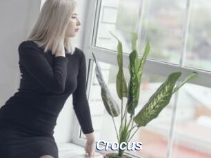 Crocus