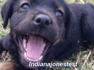 Indianajonestest