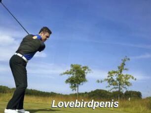 Lovebirdpenis
