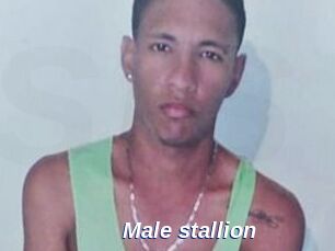 Male_stallion