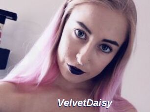 VelvetDaisy