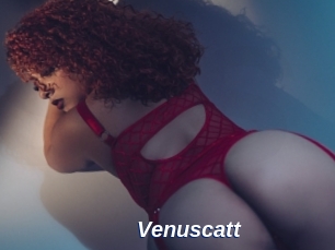 Venuscatt